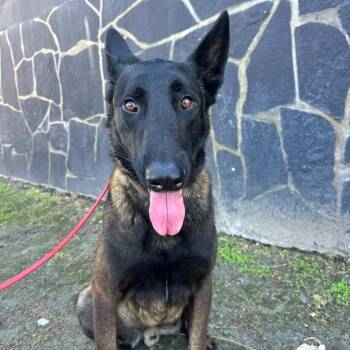 Rescue Belgian Shepherd Malinois Dogs for Adoption in Whittier, California - Kilo | PetCurious
