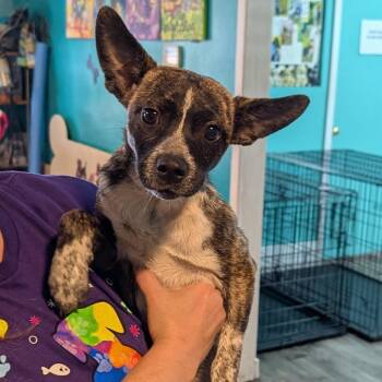 Josie -  Mixed Breed Dog for Adoption in Jefferson City, Tennessee - Josie | PetCurious