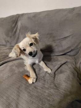 Fancy -  Terrier Dog for Adoption in Mesa, Arizona - Fancy | PetCurious