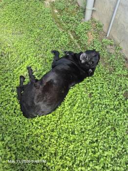 Mastiff Dogs Available for Adoption in San Antonio, Texas - ISAAC | PetCurious