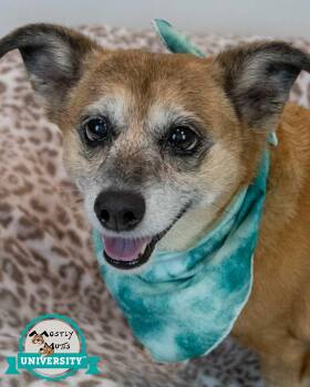 Daisey -  Dachshund and Corgi Dog for Adoption in Kennesaw, Georgia - Daisey | PetCurious