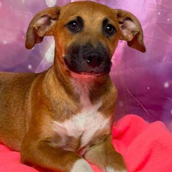 Bruce -  Cattle Dog and Mixed Breed Dog for Adoption in Fort Collins, Colorado - Bruce | PetCurious