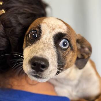 Kip -  Cattle Dog Dog for Adoption in Goleta, California - Kip | PetCurious