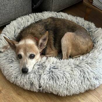 Jax -  Corgi Dog for Adoption in Irmo, South Carolina - Jax | PetCurious