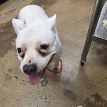 Lexi (fka Yuki) -  Pit Bull Terrier and Mixed Breed Dog for Adoption in Houston, Texas - Lexi (fka Yuki) | PetCurious