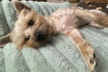 Rescue Yorkshire Terrier Dogs for Adoption in New York, New York - West | PetCurious