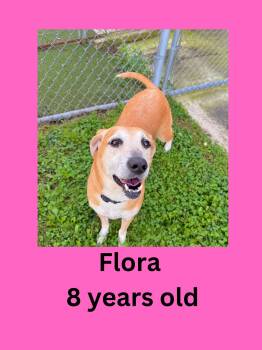 Flora -  Hound Dog for Adoption in Ravenna, Ohio - Flora | PetCurious