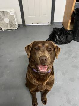 Maple -  Chocolate Labrador Retriever Dog for Adoption in Thompson, Manitoba - Maple | PetCurious