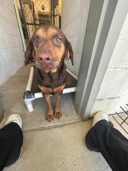 Brownie -  Affenpinscher Dog for Adoption in Morgantown, Kentucky - Brownie | PetCurious