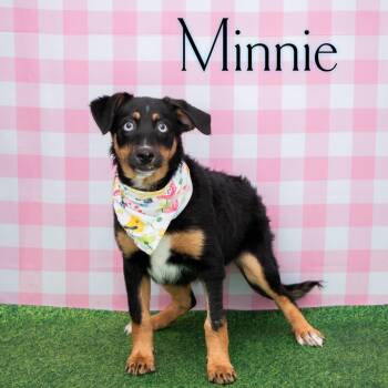 Australian Shepherd and Mixed Breed Dogs Available for Adoption in Parkersburg, West Virginia - Minnie | PetCurious