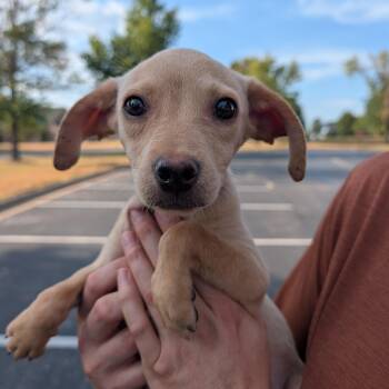 Penny -  Beagle and Labrador Retriever Dog for Adoption in Bella Vista, Arkansas - Penny | PetCurious
