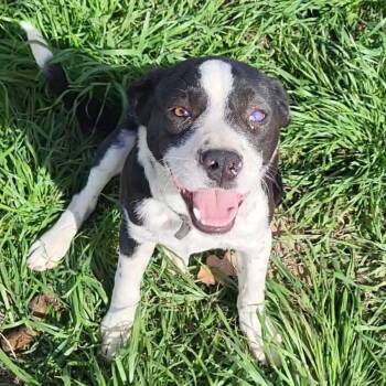 Boston Terrier Dogs Available for Adoption - Captain Roberts | PetCurious