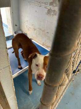 ASO26OFF0004459 Spot -  Pit Bull Terrier and Mixed Breed Dog for Adoption in Gainesville, Florida - ASO26OFF0004459 Spot | PetCurious