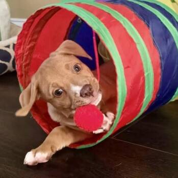 Mixed Breed Dogs Available for Adoption in Smyrna, Georgia - Keeva | PetCurious