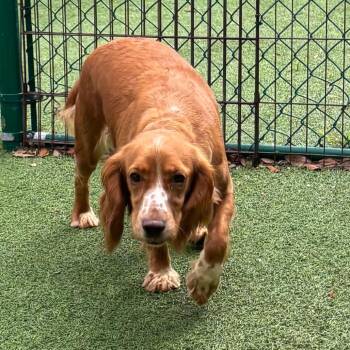 Timber 1656 -  English Cocker Spaniel Dog for Adoption in Loxahatchee Groves, Florida - Timber 1656 | PetCurious