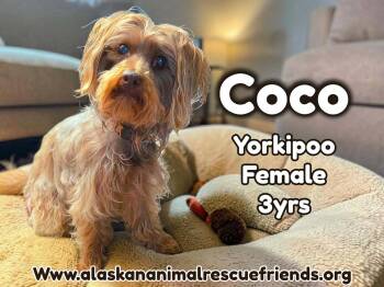 Coco -  Yorkshire Terrier and Poodle Dog for Adoption in Anchorage, Alaska - Coco | PetCurious
