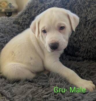 Gru -  Great Pyrenees Dog for Adoption in Cheektowaga, New York - Gru | PetCurious