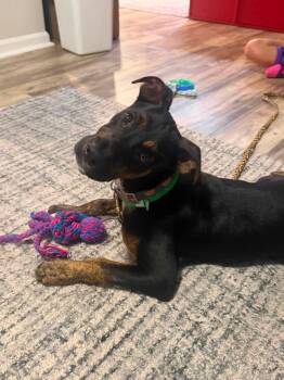 Franklin HERE IN NH -  Mixed Breed Dog for Adoption in Northwood, New Hampshire - Franklin HERE IN NH | PetCurious