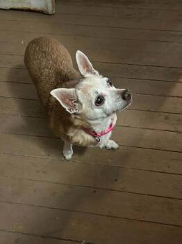 Daisy Elise -  Chihuahua Dog for Adoption in Columbus, Ohio - Daisy Elise | PetCurious