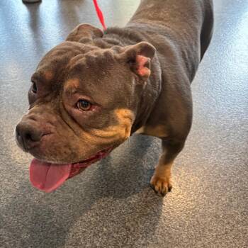 Lucia -  Mixed Breed Dog for Adoption in Allentown, Pennsylvania - Lucia | PetCurious