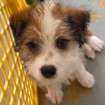 Aggie -  Mixed Breed Dog for Adoption in Isabela, Isabela - Aggie | PetCurious