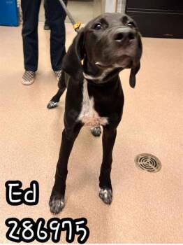 Rescue Labrador Retriever and Mixed Breed Dogs for Adoption in Macon, Georgia - ED | PetCurious