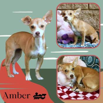Amber (Puppy) -  Chihuahua and Terrier Dog for Adoption in Lindsay, California - Amber (Puppy) | PetCurious