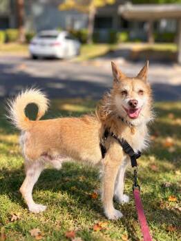 Mateo -  Cairn Terrier Dog for Adoption in Oakland, California - Mateo | PetCurious