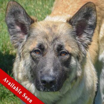 Chanel -  German Shepherd Dog and Belgian Shepherd Malinois Dog for Adoption in Huntley, Illinois - Chanel | PetCurious