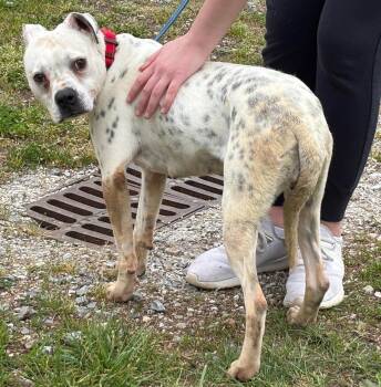 Australian Cattle Dog Blue Heeler and Boxer Dogs Available for Adoption in Rustburg, Virginia - Luna: At Shelter | PetCurious