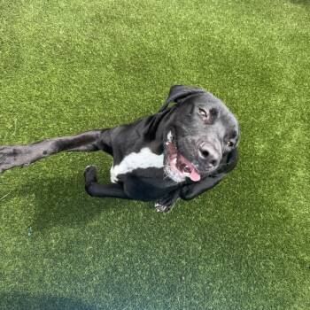 Kona 3679 -  Black Labrador Retriever Dog for Adoption in Loxahatchee Groves, Florida - Kona 3679 | PetCurious