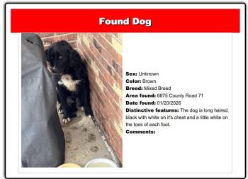 Mixed Breed Dogs Available for Adoption - McDreamy | PetCurious