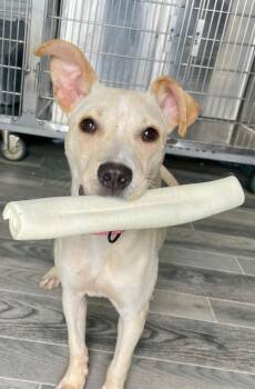 Babette -  Labrador Retriever and Terrier Dog for Adoption in Nashville, Georgia - Babette | PetCurious