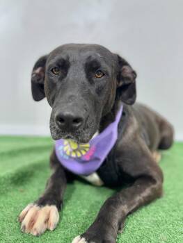 Rescue Pit Bull Terrier and Great Dane Dogs for Adoption in Carlsbad, California - Ash | PetCurious
