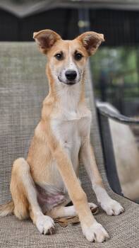 Rescue Australian Shepherd and Labrador Retriever Dogs for Adoption in Nokomis, Florida - Hunter | PetCurious