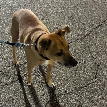 Razi -  Mixed Breed Dog for Adoption in Philadelphia, Pennsylvania - Razi | PetCurious