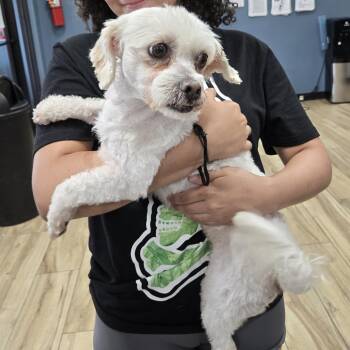Lukah -  Maltese Dog for Adoption in Newark, New Jersey - Lukah | PetCurious
