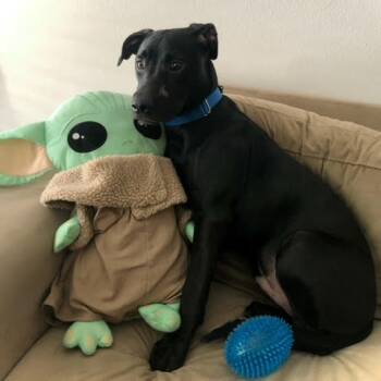 Milo 4063 -  Black Labrador Retriever Dog for Adoption in Loxahatchee Groves, Florida - Milo 4063 | PetCurious