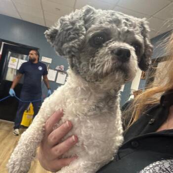 Spungy -  Shih Tzu Dog for Adoption in Newark, New Jersey - Spungy | PetCurious