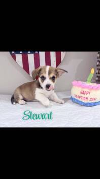 Stewart -  Corgi Dog for Adoption in Mcallen, Texas - Stewart | PetCurious
