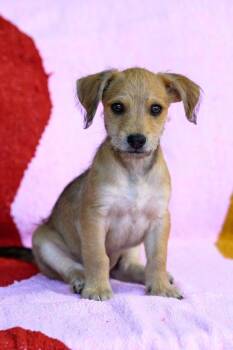 Boba -  Terrier Dog for Adoption in Novato, California - Boba | PetCurious