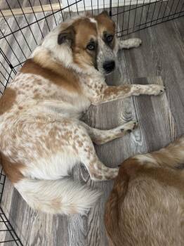 Shakal -  Great Dane and Great Pyrenees Dog for Adoption in Chattanooga, Tennessee - Shakal | PetCurious