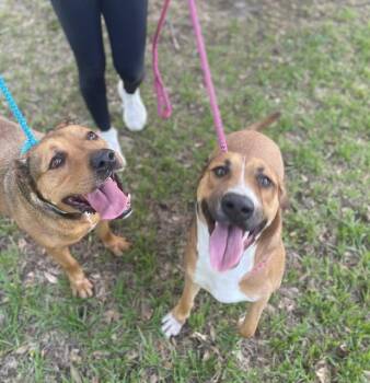 Rescue Coonhound Dogs for Adoption in Spring, Texas - Rosey | PetCurious