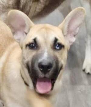 Wirehaired Terrier and Mixed Breed Dogs Available for Adoption - Charlie | PetCurious