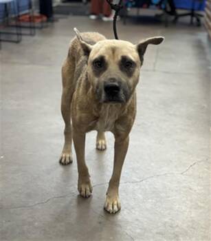 BOBBY -  Mixed Breed Dog for Adoption in Dallas, Texas - BOBBY | PetCurious