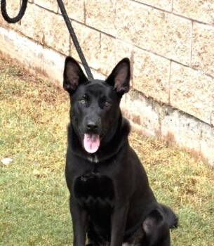 Caraxes -  Black Labrador Retriever Dog for Adoption in Benbrook, Texas - Caraxes | PetCurious