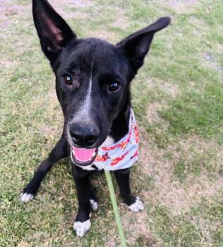 Rocky Boy -  Mountain Dog and Black Labrador Retriever Dog Available for Adoption in Lucas, Texas - Rocky Boy | PetCurious