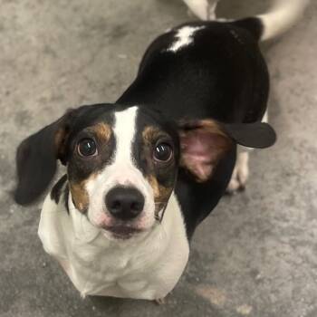 Rescue Beagle and Mixed Breed Dogs for Adoption in Neosho, Missouri - Harry | PetCurious
