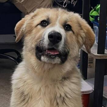 Great Pyrenees and Anatolian Shepherd Dogs Available for Adoption in Eastford, Connecticut - NY Texas (Foster In Stormville NY) | PetCurious