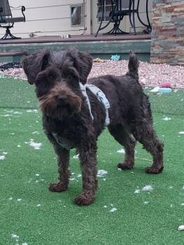 Penny -  Schnauzer Dog for Adoption in Colorado Springs, Colorado - Penny | PetCurious